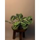 Маранта Fascinator